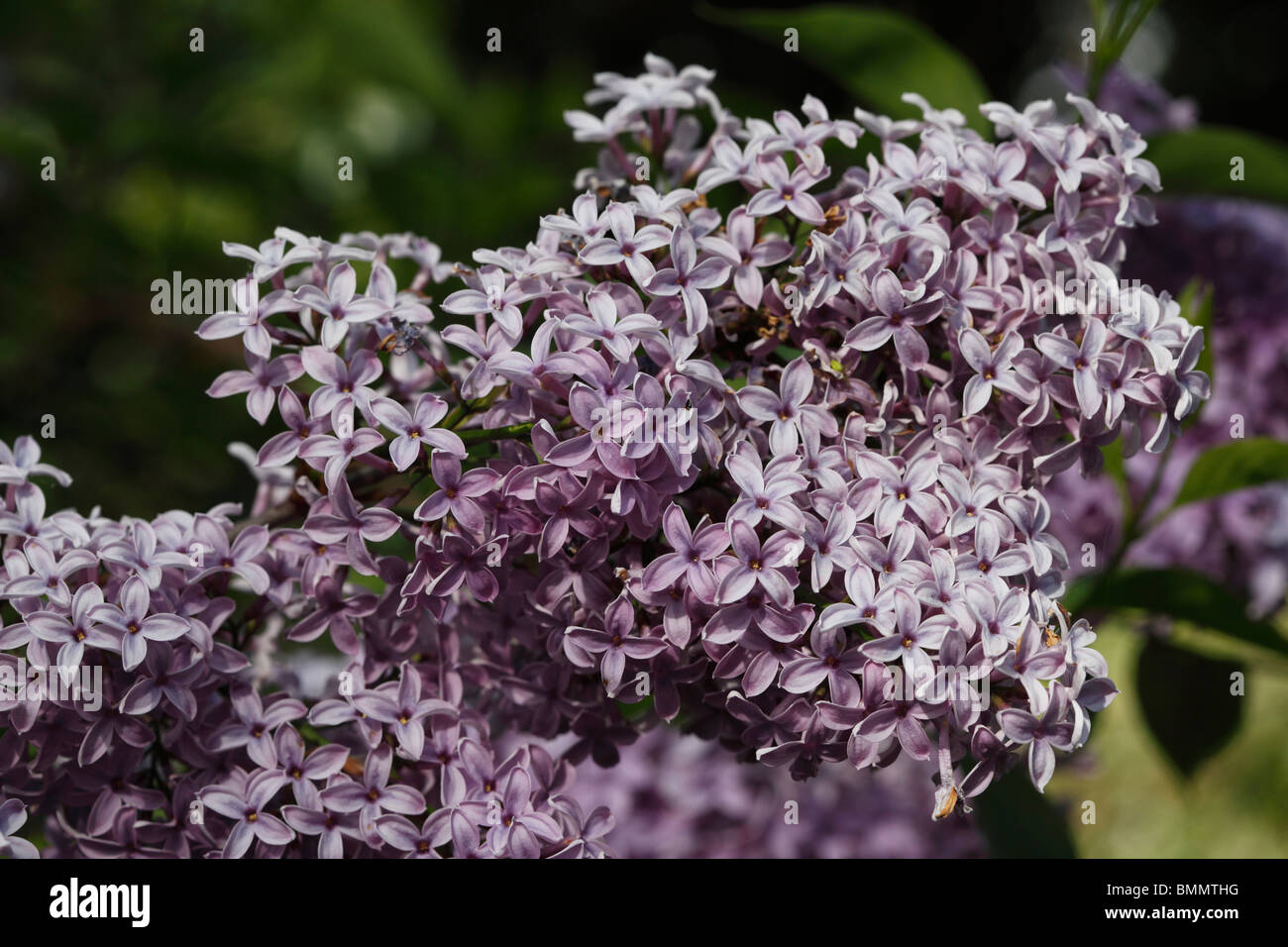 Le lilas de Perse (Syringa x persica) close up of flowers Banque D'Images