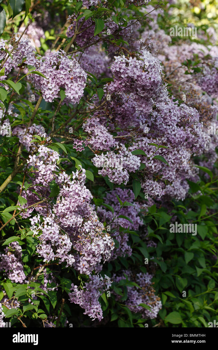 Le lilas de Perse (Syringa x persica) arbuste en fleurs Banque D'Images