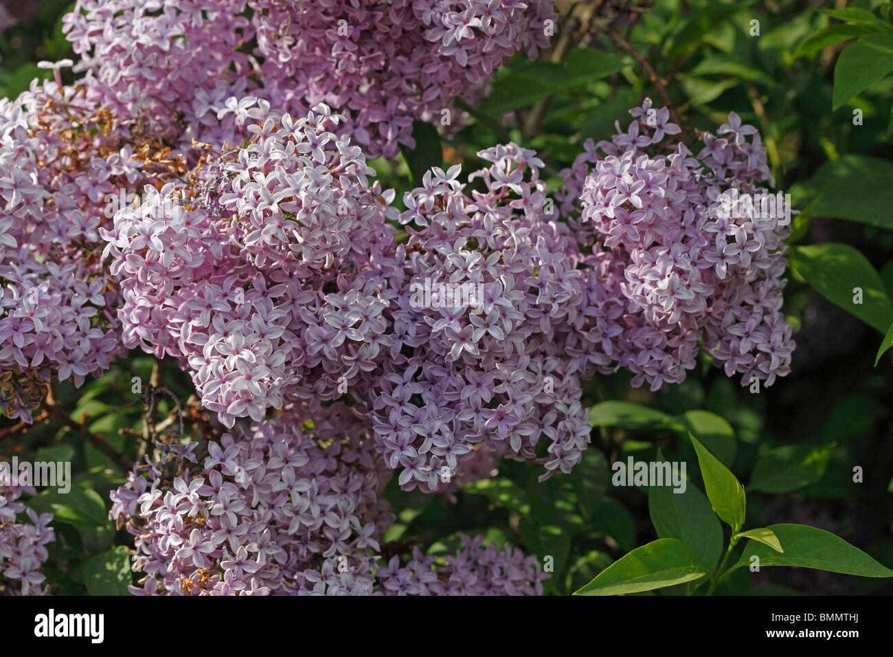 Le lilas de Perse (Syringa x persica) close up of flowers Banque D'Images