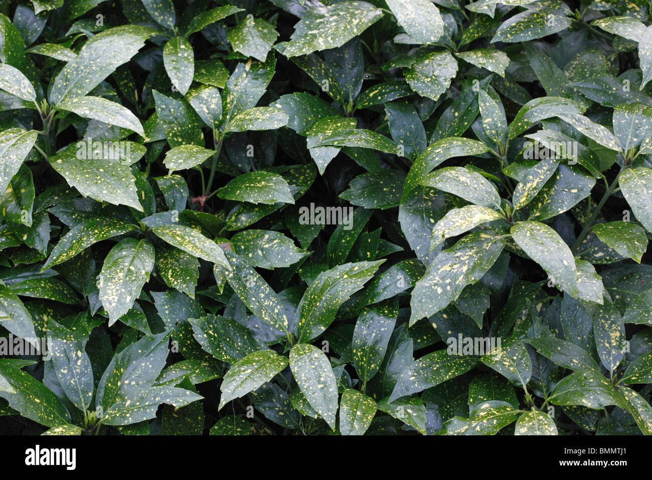 Repéré laurel (Aucuba japonica) close up de feuilles Banque D'Images