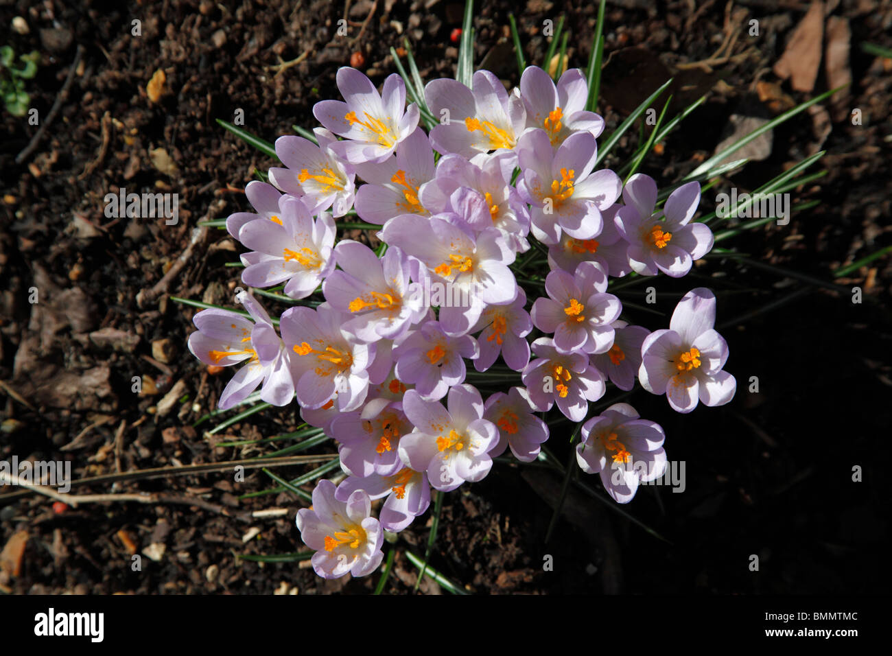 Dutch crocus (Crocus vernus) plantes en fleurs Banque D'Images