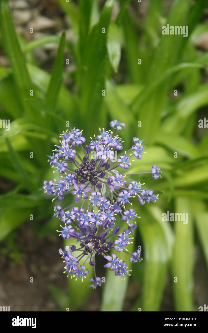 Scilla peruviana plante en fleur Banque D'Images