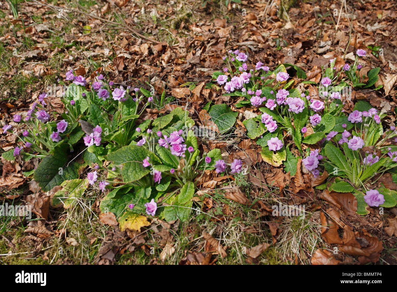 (Primrose Primula vulgaris Marie crousse) plantes naturalisées Banque D'Images