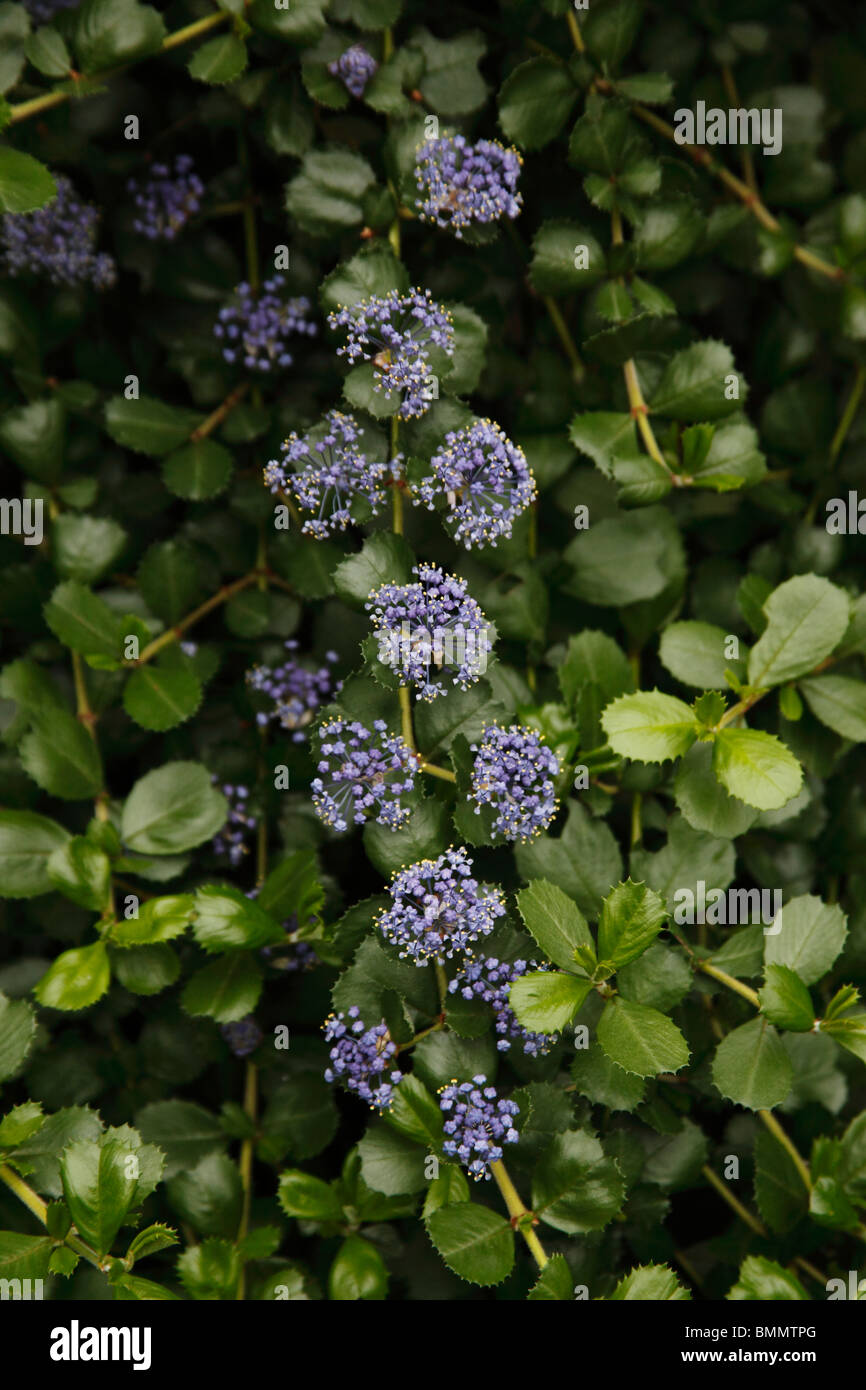Ceanothus lilas californien (de) Banque D'Images