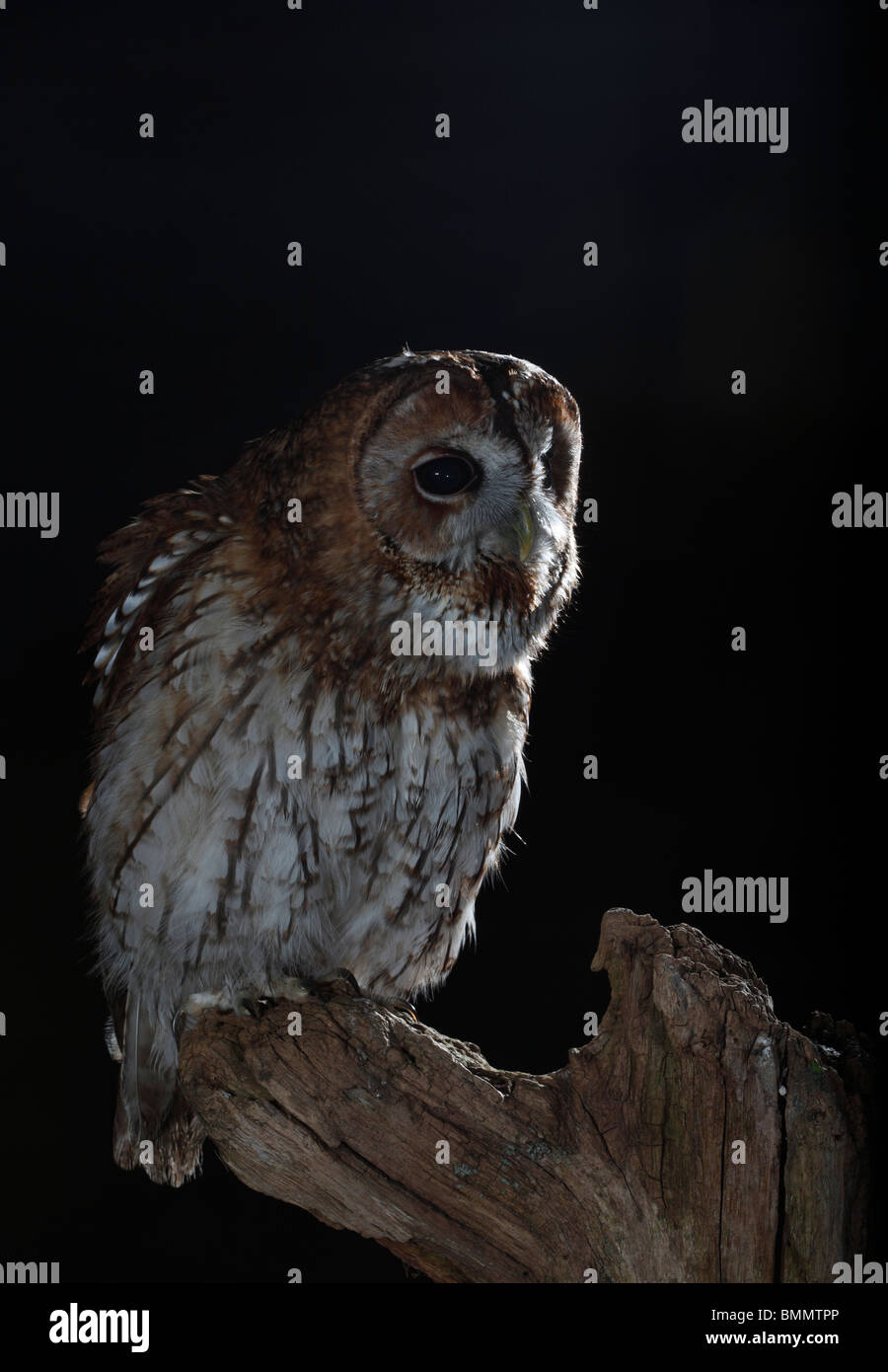 Tawny owl (Strix Aluco enr) perching on stump appelant Banque D'Images