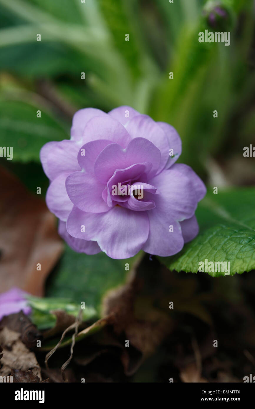 (Primrose Primula vulgaris Marie crousse) close up of fleur double Banque D'Images