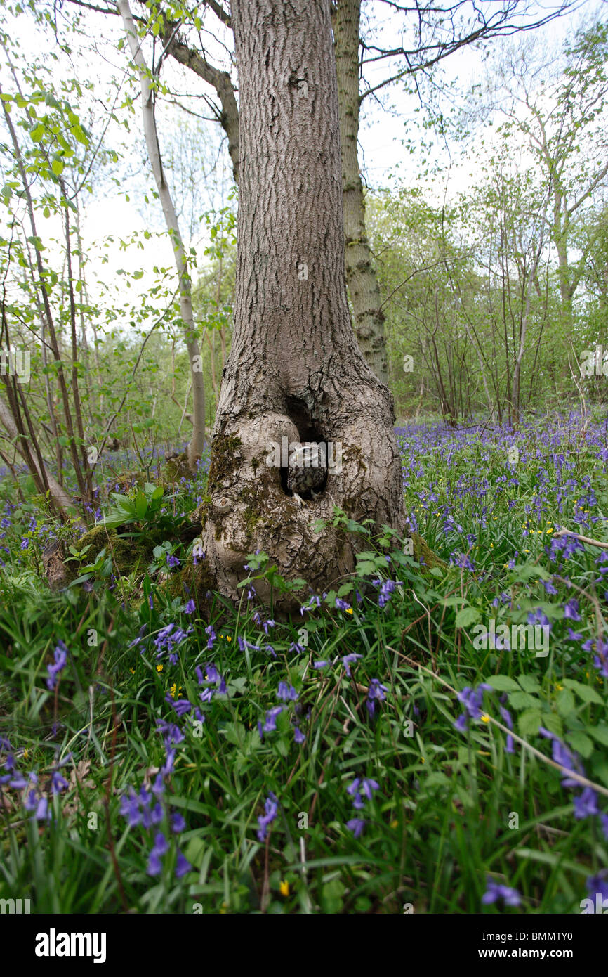 Chouette chevêche (Athene noctua) à nesthole en forêts anciennes Banque D'Images