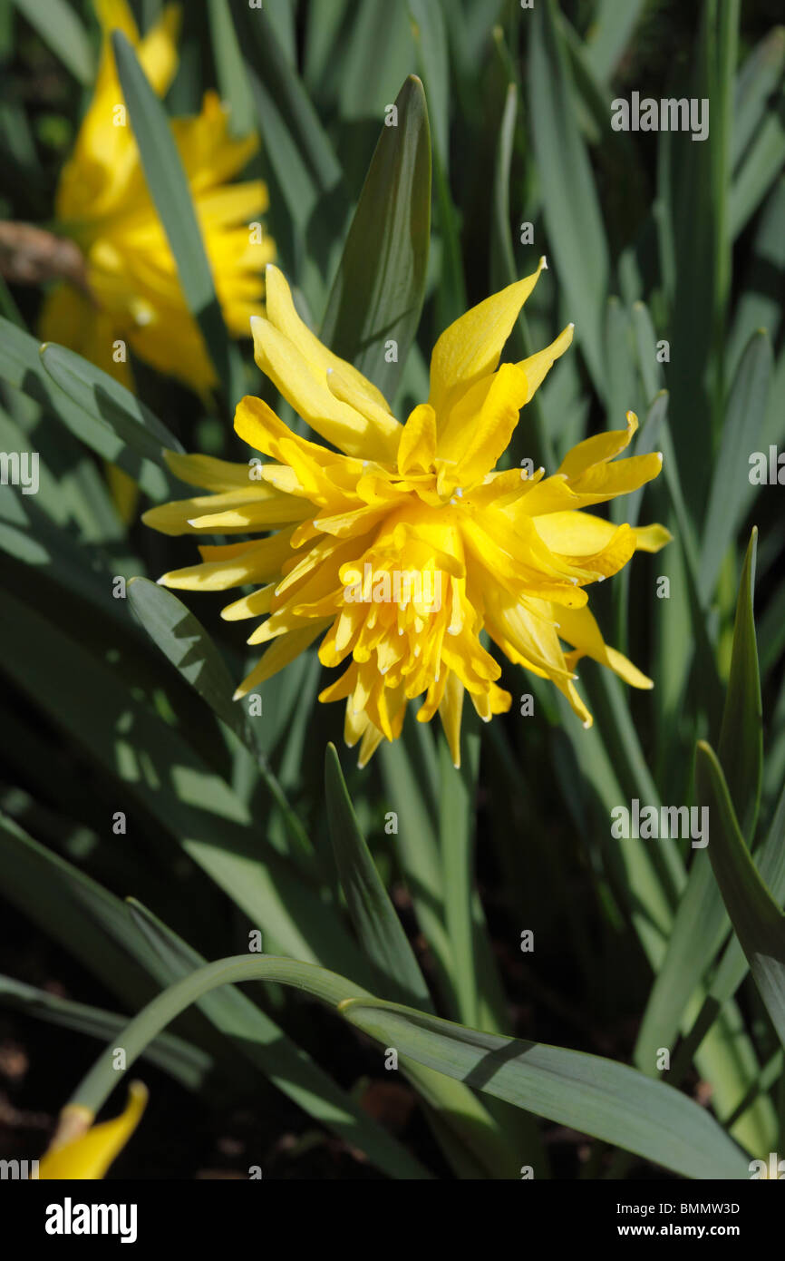 Narsissus pumilos Narcissus (Rip van Winkle) close up of flower Banque D'Images