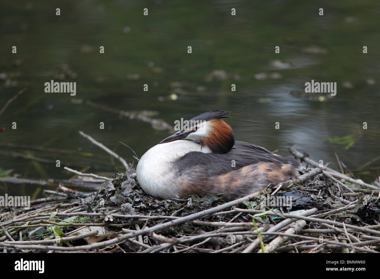 Grèbe huppé (Podiceps cristatus) incubation des œufs sur son nid vue latérale Banque D'Images