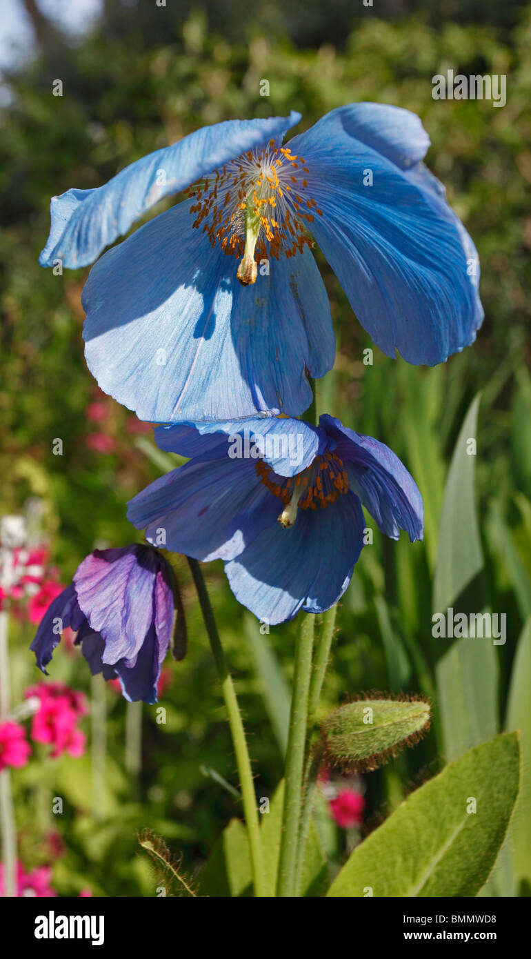 Bergamot (Mecanopsis grandis) close up of flower Banque D'Images