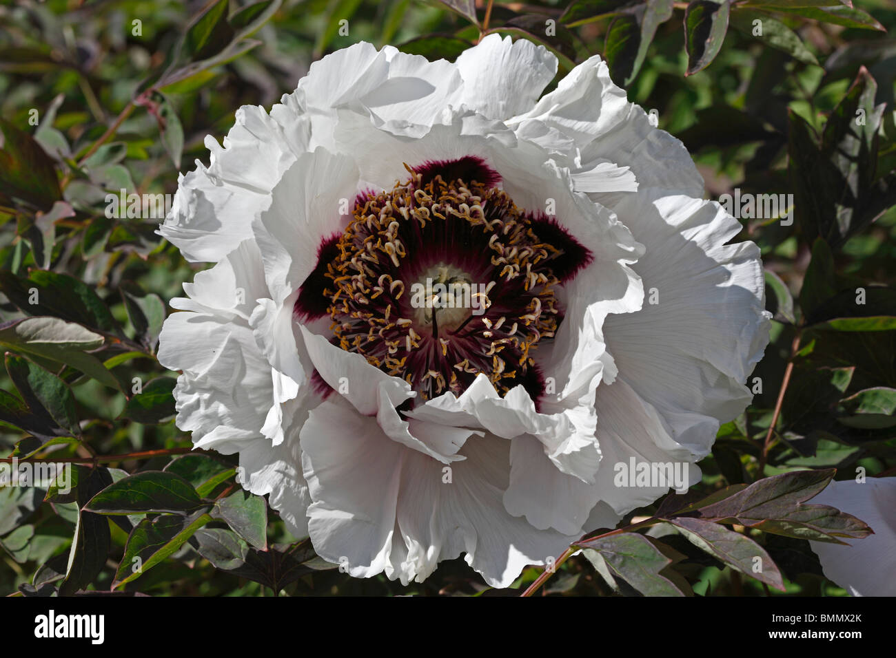 La pivoine (Paeonia suffruticosa subsp. rockii) close up of flowers Banque D'Images