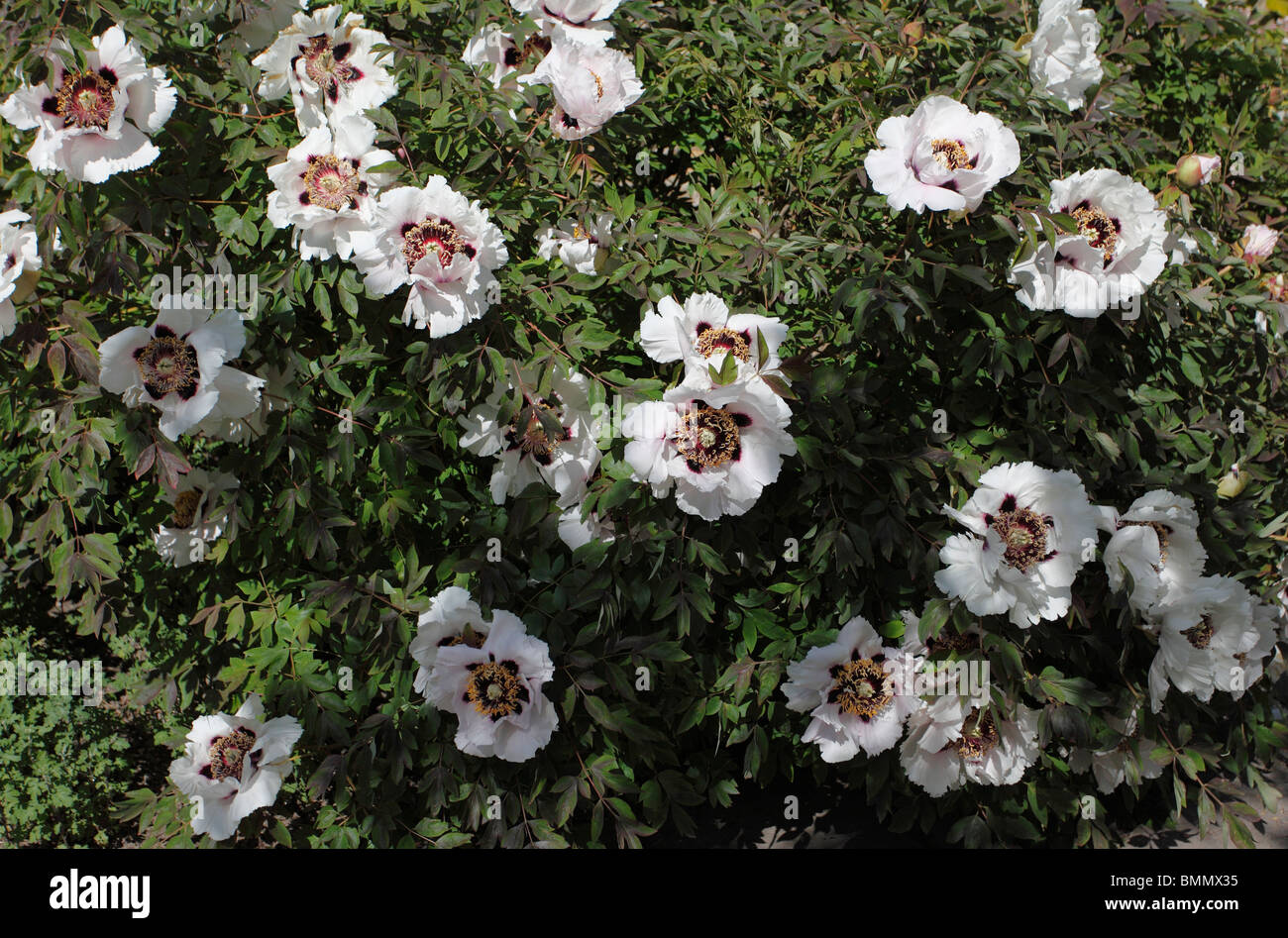 La pivoine (Paeonia suffruticosa subsp. rockii) plante en fleur Banque D'Images