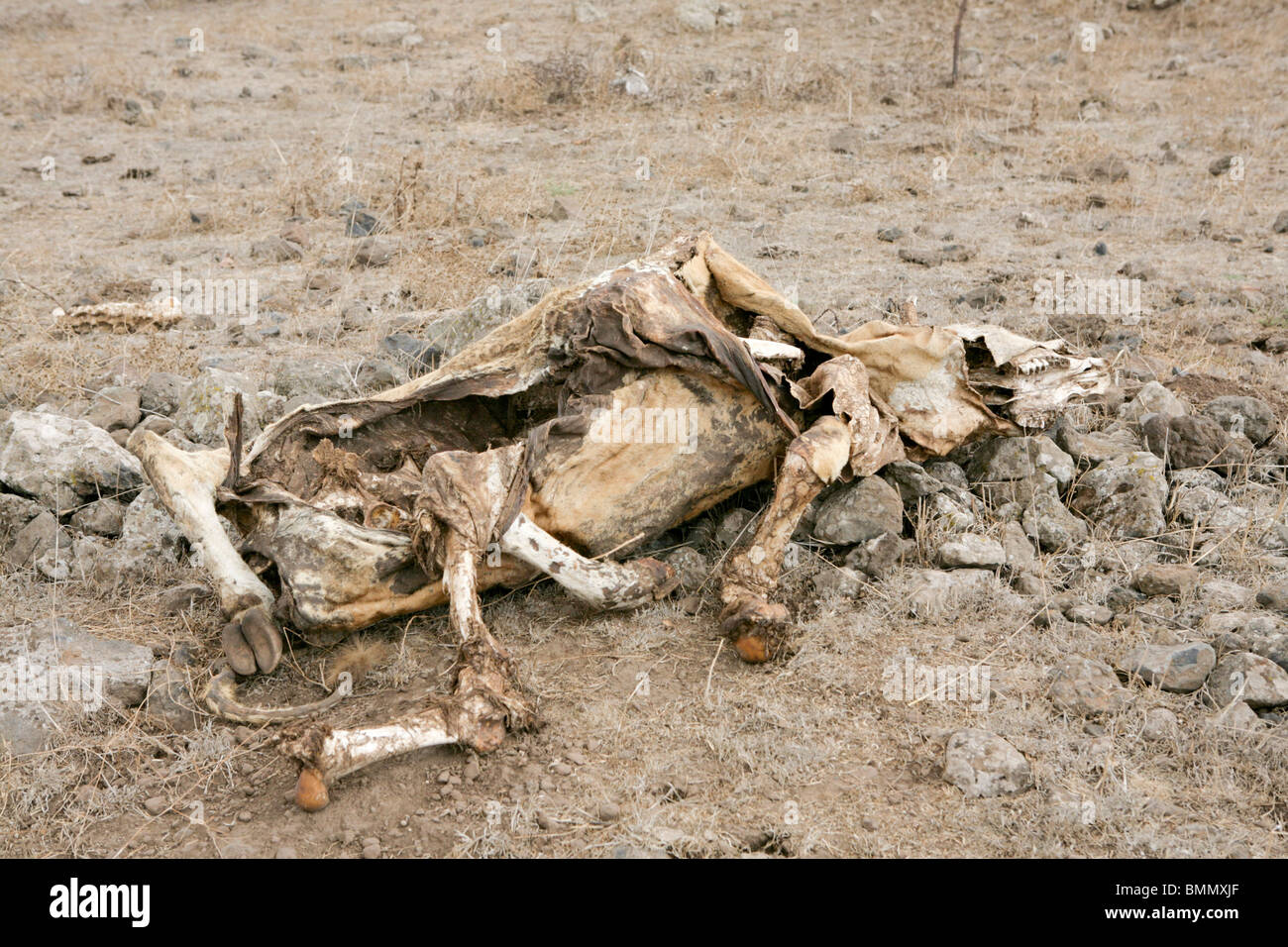 Israël, Hauteurs du Golan, la carcasse d'une vache morte, Banque D'Images