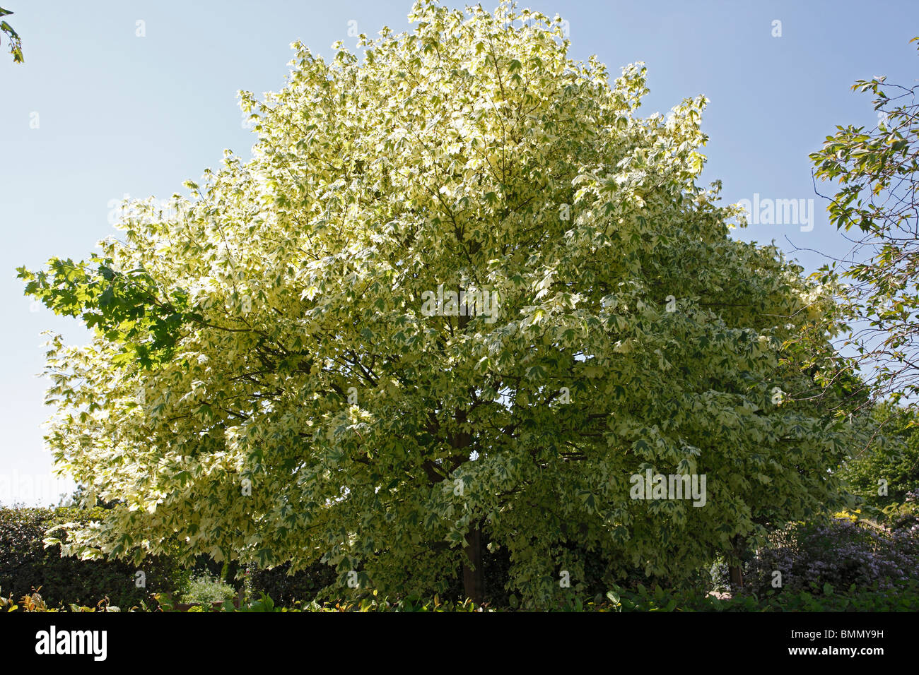 L'érable panaché(Acer spp.) dans les feuilles d'arbres Banque D'Images