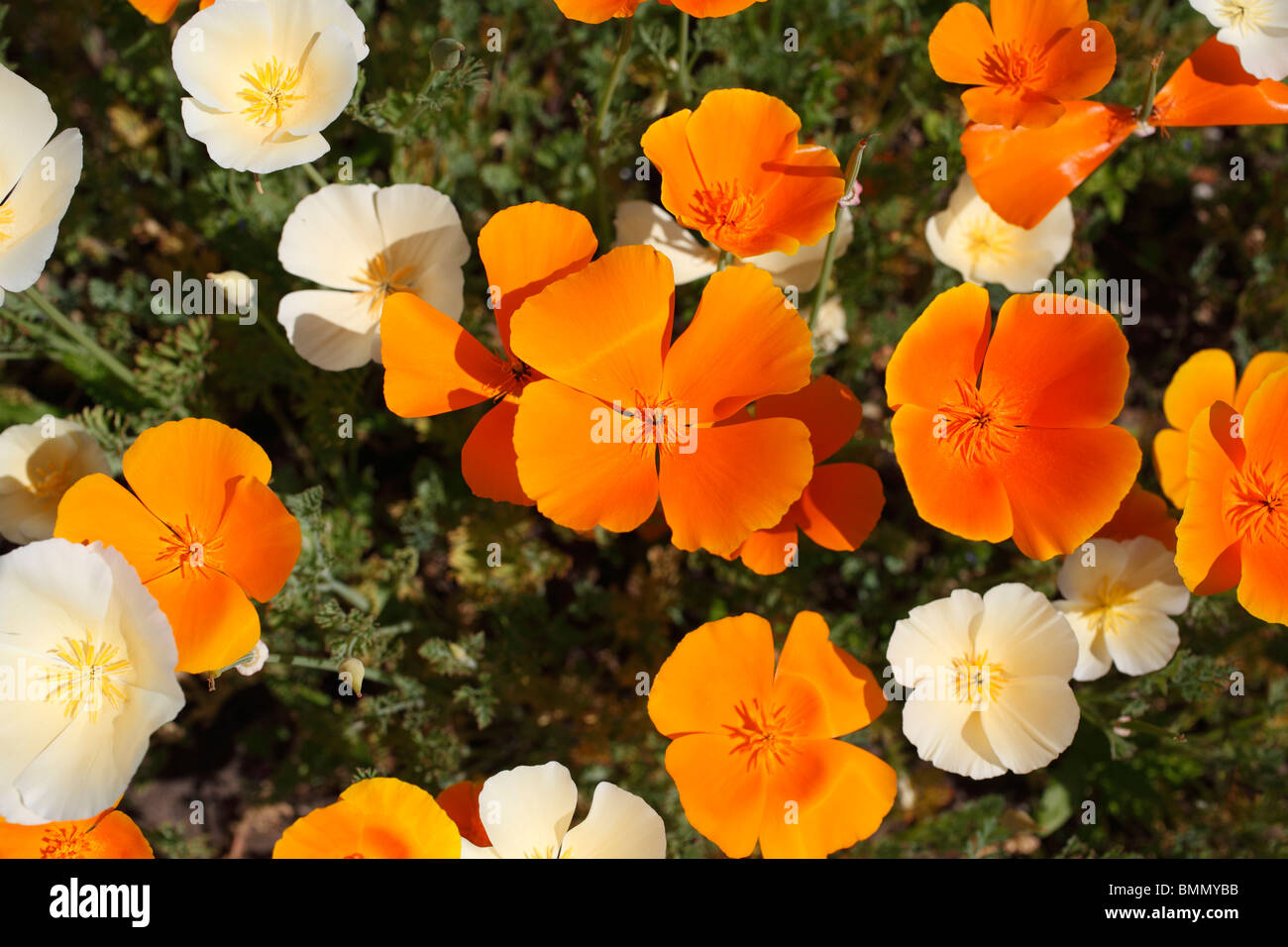 Pavot de Californie (Eschscholzia californica) close up of flowers Banque D'Images