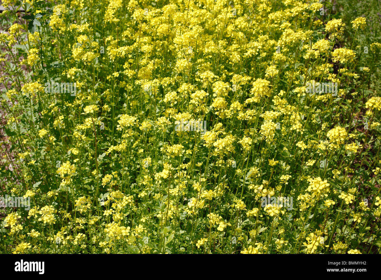 La moutarde (Sinapsis alba) plantes en fleurs Photo Stock - Alamy