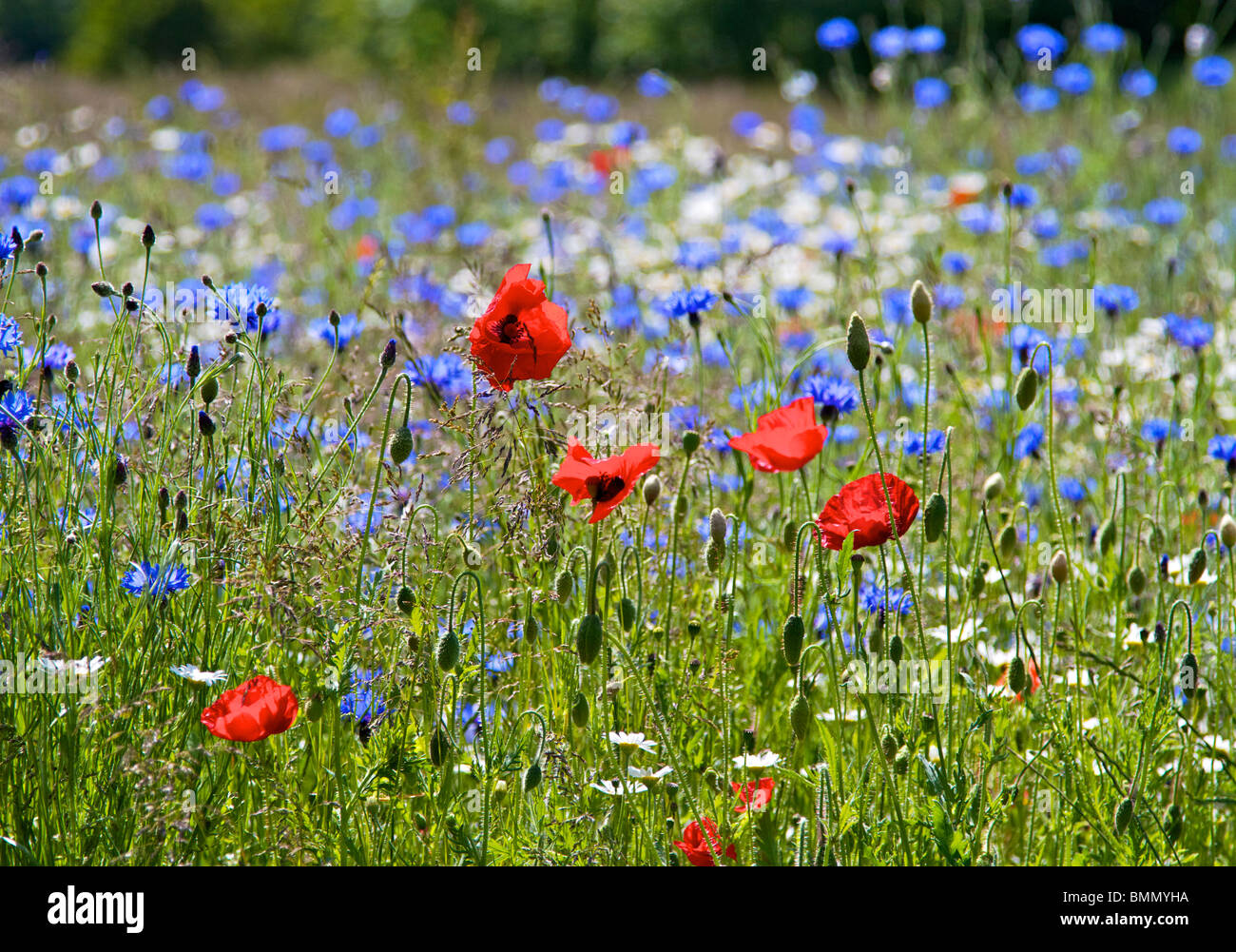Fleurs sauvages poussant dans Prairie nouvellement créé à Birkenhead Park Banque D'Images