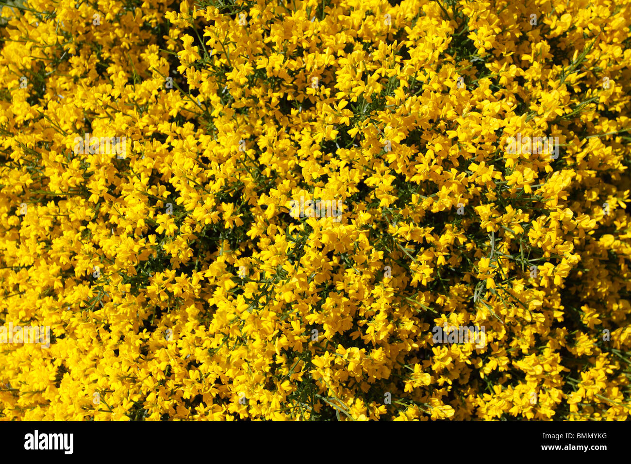 Genêt (Genista) lyala close up of flowers Banque D'Images