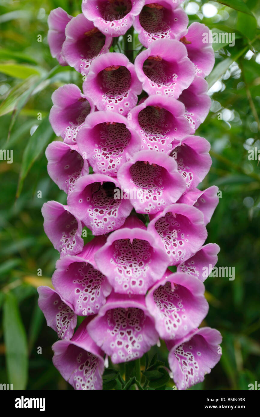 La digitale pourpre (Digitalis purpurea) close up of flower Banque D'Images
