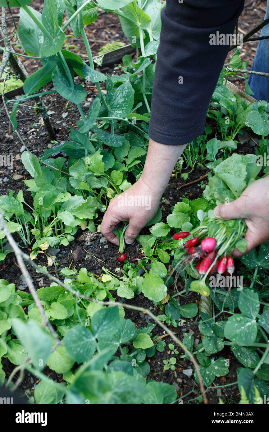 La récolte de radis cultivé interplanting- entre les pois Banque D'Images