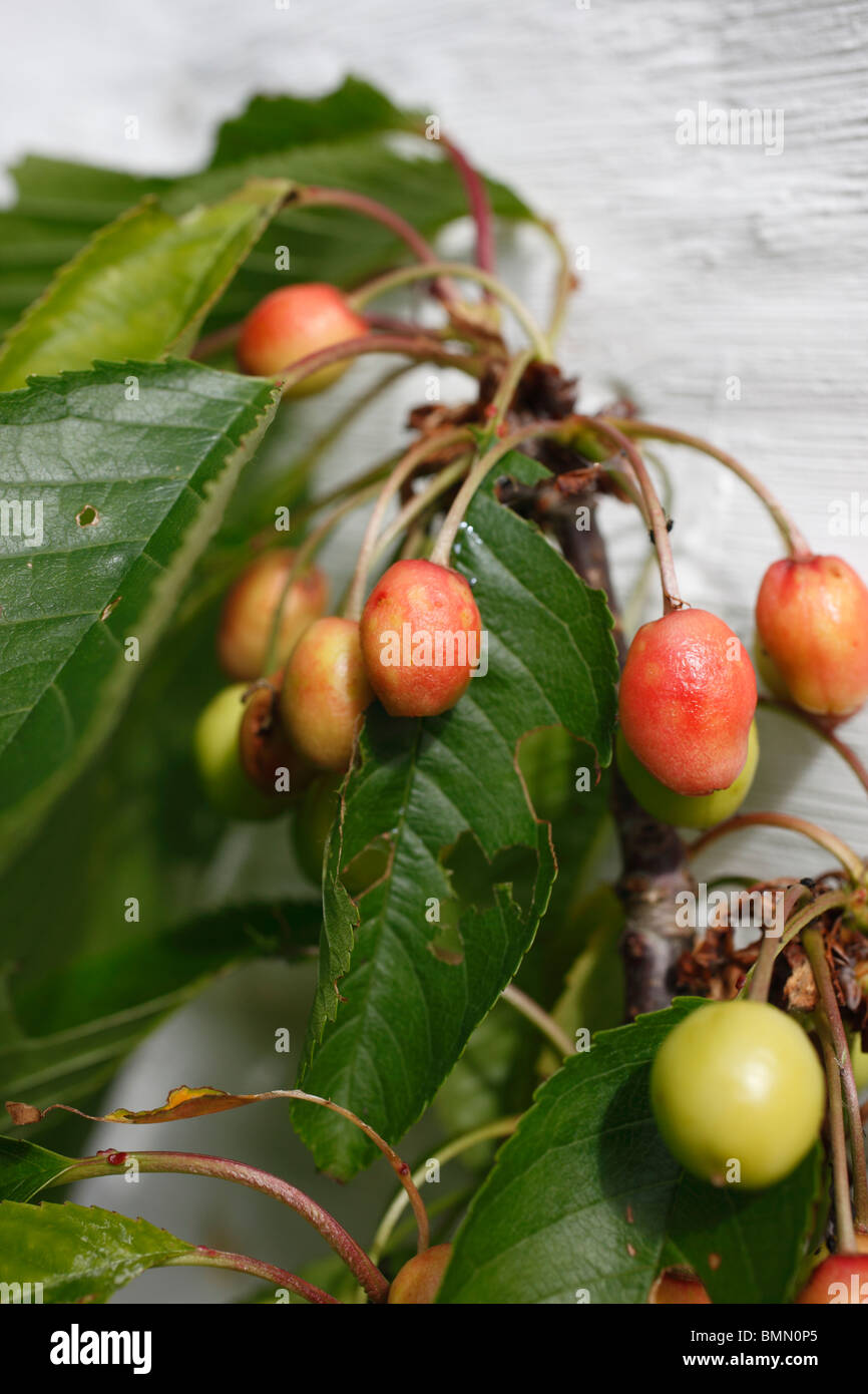 Mycoplasma petite cerise les cerises sont petites et ne mûrit plus Banque D'Images