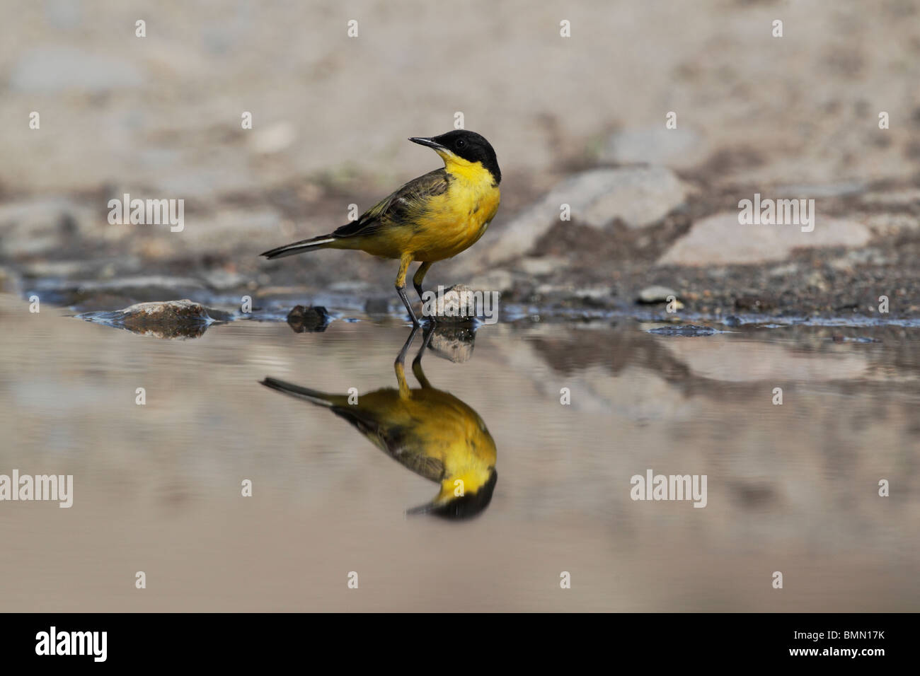 Bergeronnette printanière, à tête noire Motacilla flava feldegg, seul oiseau par l'eau, Bulgarie, mai 2010 Banque D'Images