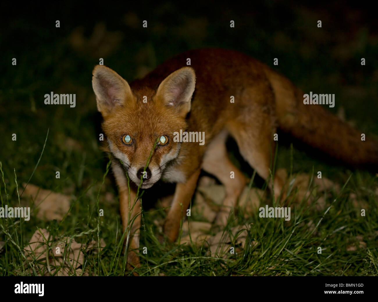 EUROPEAN red fox (Vulpes vulpes) en jardin urbain la nuit, dans le sud de Londres, au Royaume-Uni. Banque D'Images
