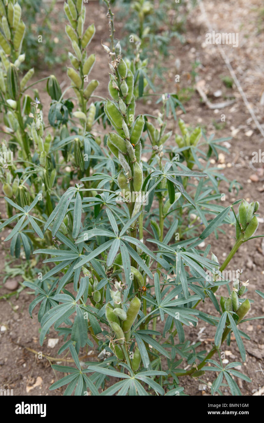 Lupin amer (Lupinus angustifolius) plante avec les coupelles de semences Banque D'Images