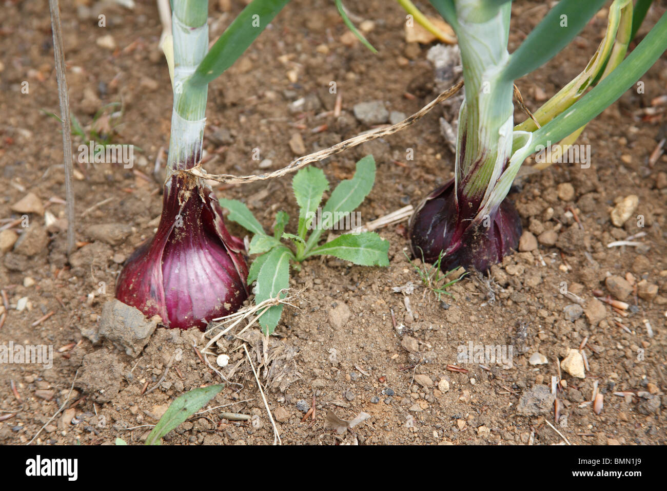 L'oignon (Allium cepa) baron rouge près de l'ampoule jusqu'à échéance Banque D'Images