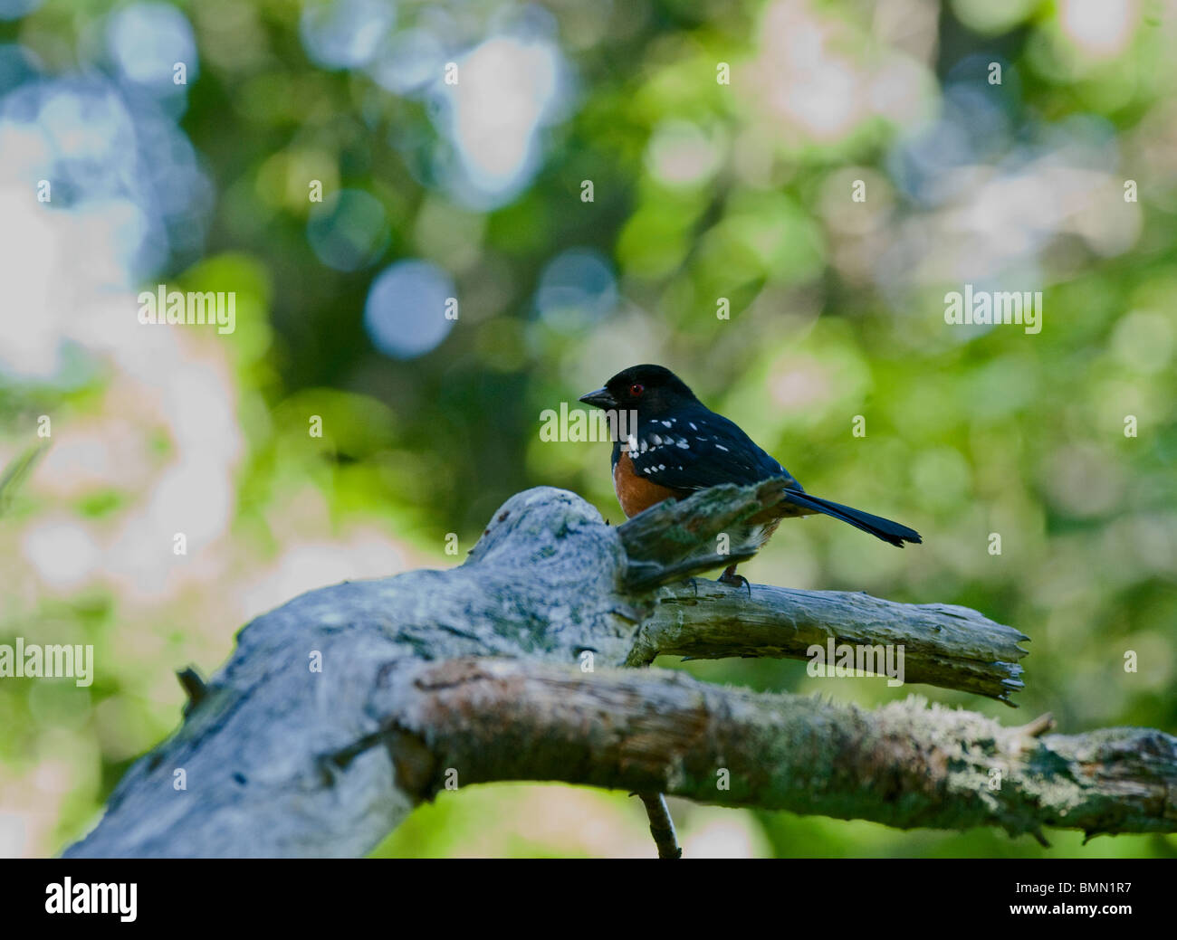 spoted Towee Banque D'Images