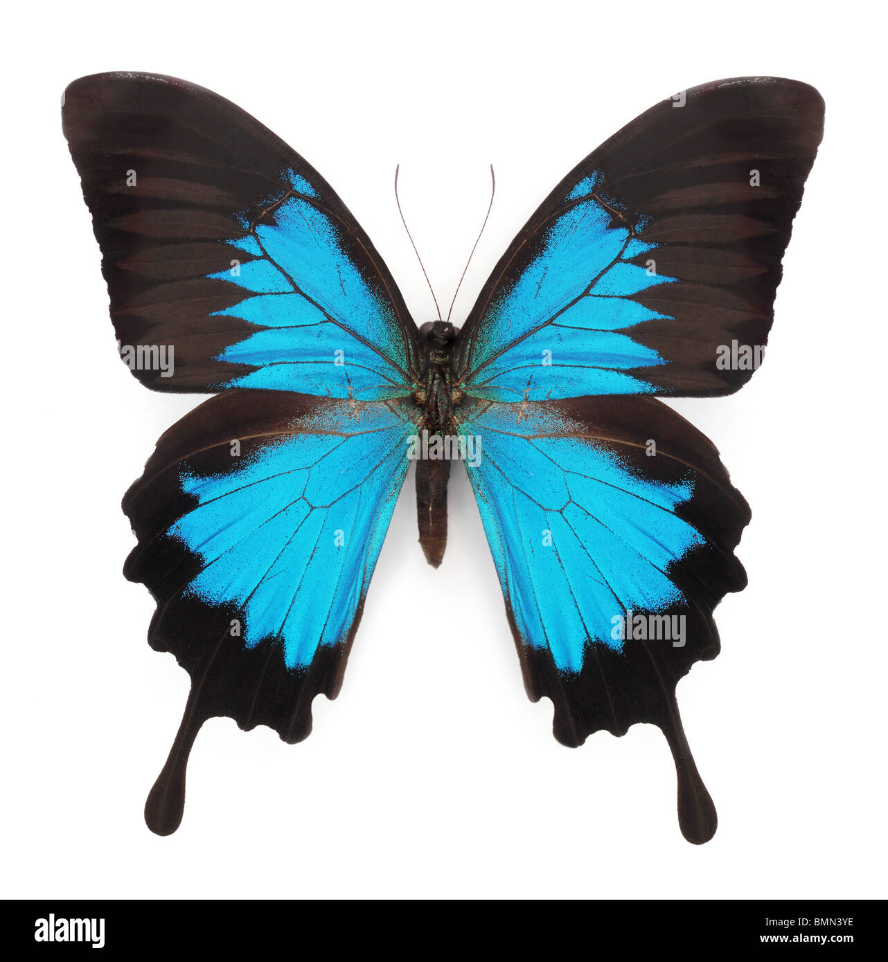 Papillon Bleu isolé sur fond blanc Banque D'Images