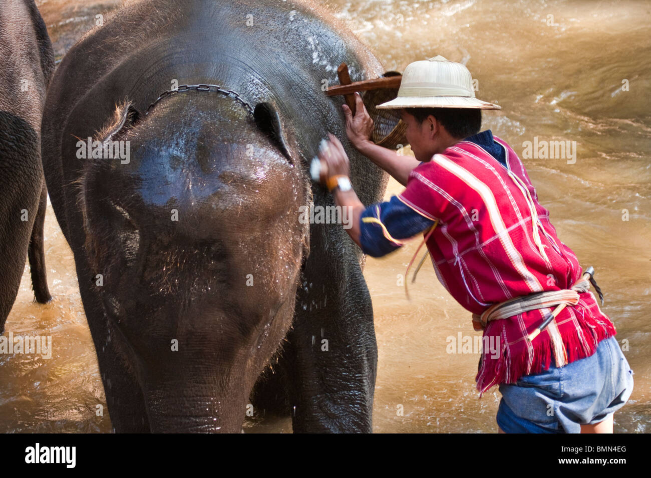 Elephant d'être entraînés par son cornac au Maesa Elephant Camp, Chiang Mai, Thaïlande. Banque D'Images Elephant d'être entraînés par son cornac au Maesa Elephant Camp, Chiang Mai, Thaïlande. Banque D'Images