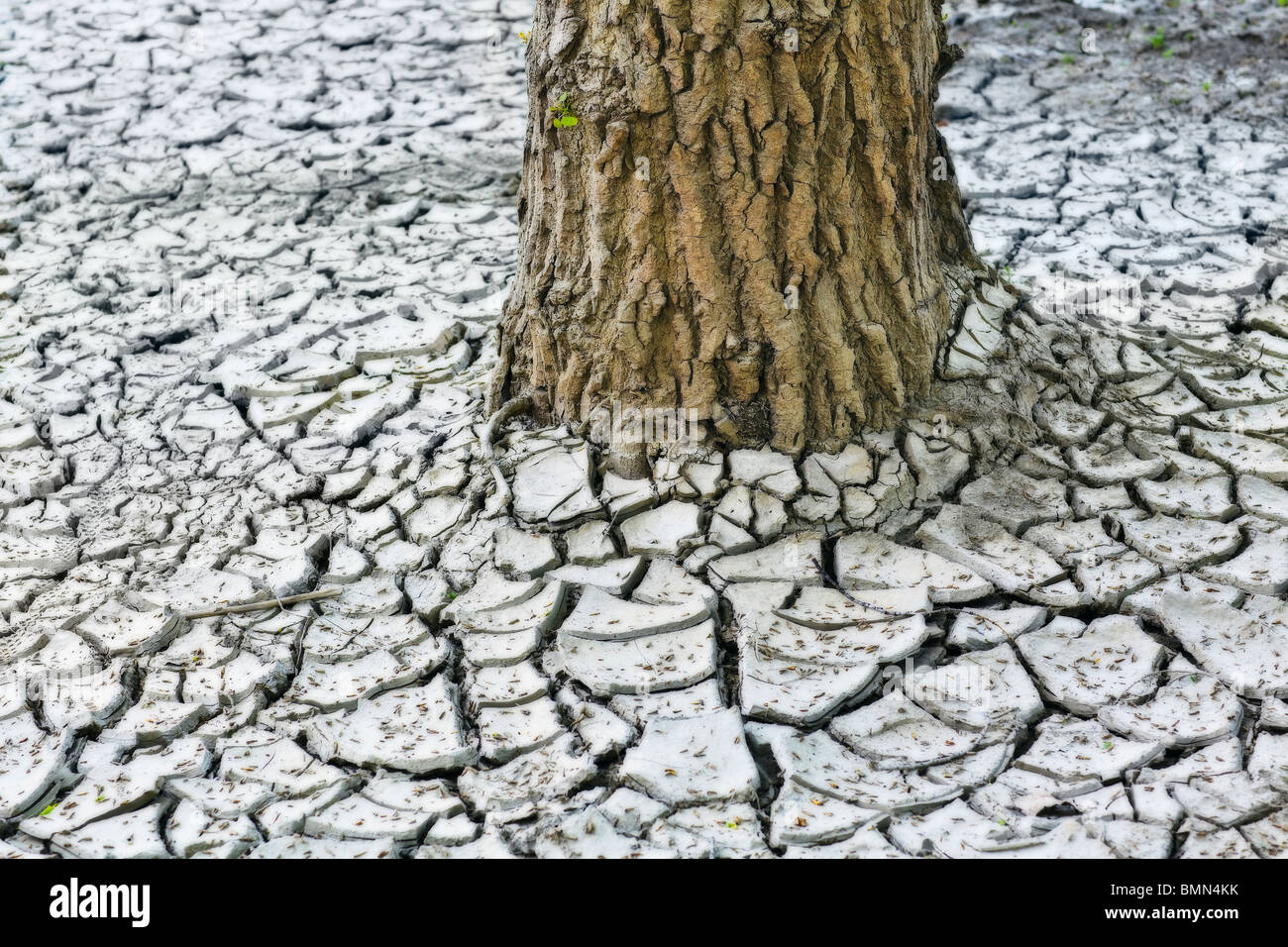 Terre d'argile fissurée à sec et un tronc d'arbre, vallée de la rivière Rouge, Winnipeg, Manitoba, Canada. Banque D'Images