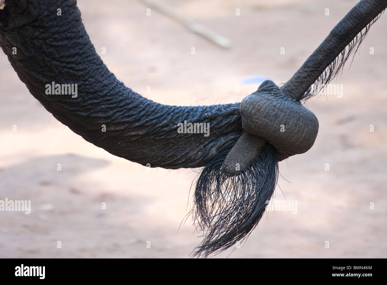 Attente en ligne éléphants éléphants une autre queue, Maesa Elephant Camp, Chiang Mai, Thaïlande. Banque D'Images Attente en ligne éléphants éléphants une autre queue, Maesa Elephant Camp, Chiang Mai, Thaïlande. Banque D'Images