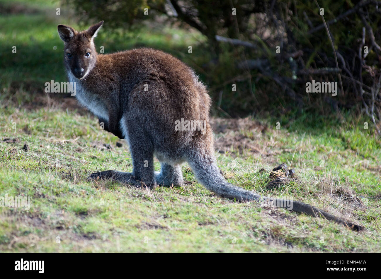 Wallaby de Bennett dans le parc national de Narawntapu, au nord-est de la Tasmanie Banque D'Images