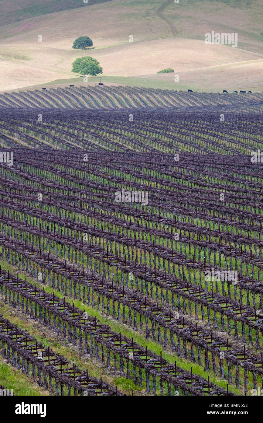 Rangée de vaches marchant à côté des rangées de vignes dans les collines de la californie centrale vinyeard Banque D'Images