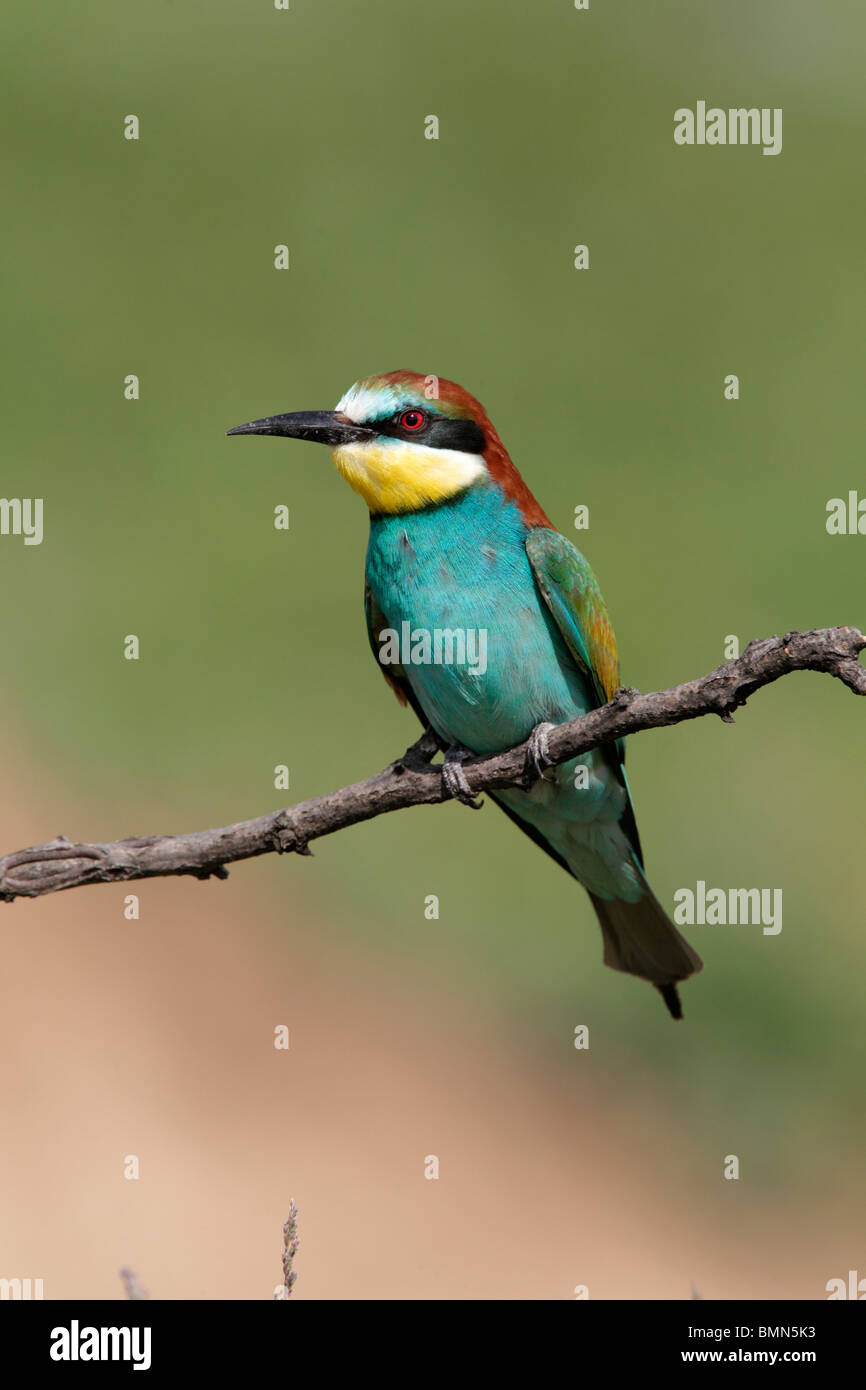 Bird Of Open Country Photos Bird Of Open Country Images
