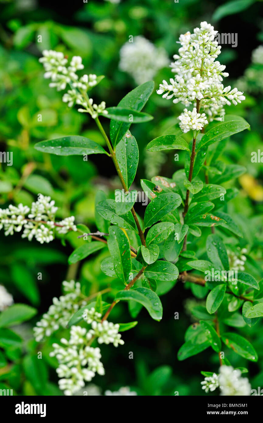 Close up de la rosée-couverts de fleurs et feuilles de troène (Ligustrum vulgare sauvage) floraison en juin troène sauvage Banque D'Images