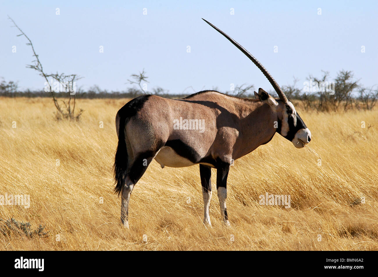 L'antilope oryx dans la savane Banque D'Images