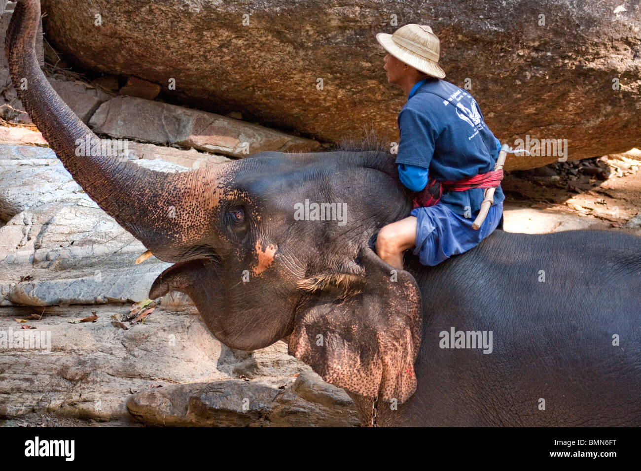L'éléphant monté par son cornac au Maesa Elephant Camp, Chiang Mai, Thaïlande. Banque D'Images L'éléphant monté par son cornac au Maesa Elephant Camp, Chiang Mai, Thaïlande. Banque D'Images