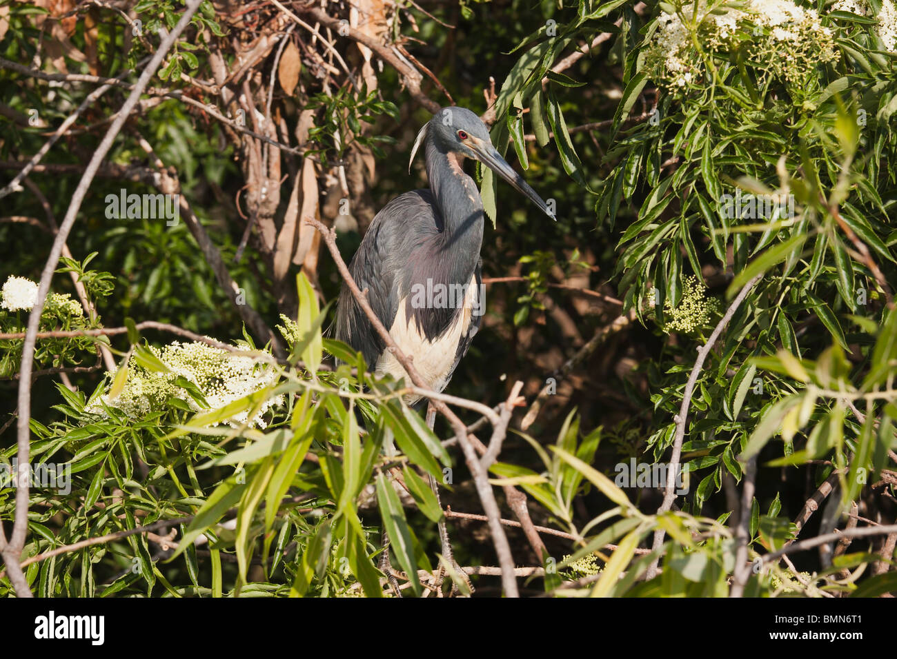 Permanent Heron entouré de feuillage et branches Banque D'Images