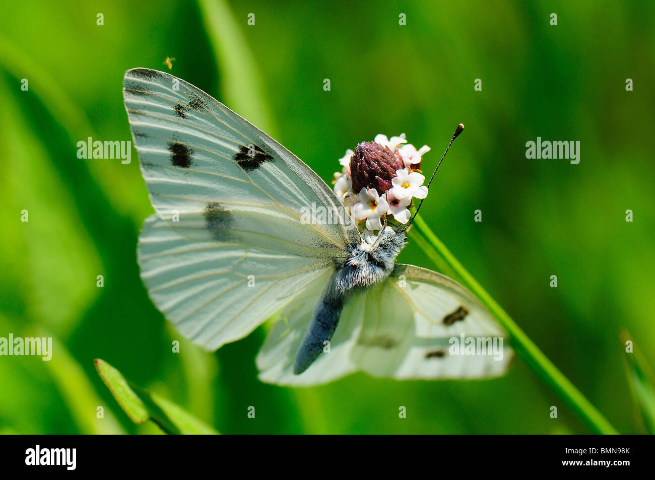 Papillon Blanc du chou Banque D'Images