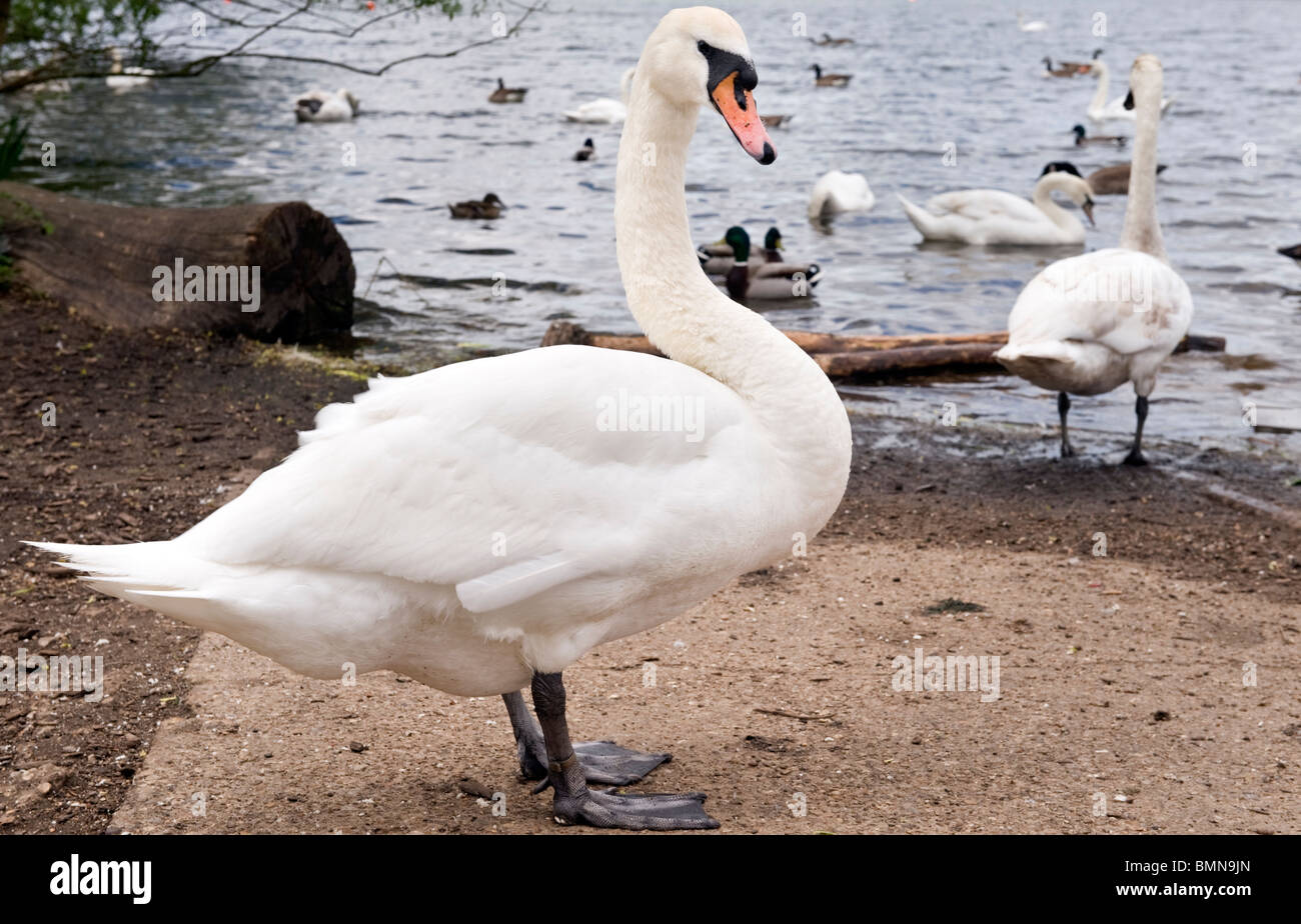 Un cygne muet à côté d'un lac et d'autres cygnes à Rickmansworth aquadrome, Hertfordshire UK Banque D'Images