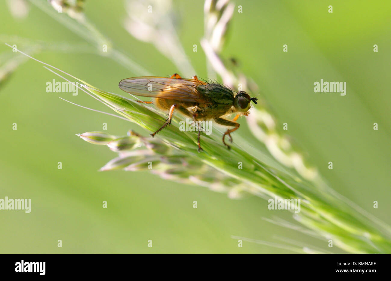 Jaune commun Dung Fly ou Golden Dung Fly, Scathophaga stercoraria Scathophagidae, Dung (Oiseau), Muscoidea, Diptères. Banque D'Images