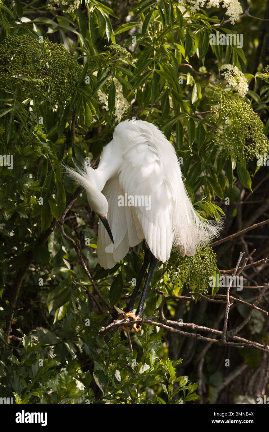 Aigrette neigeuse au lissage Banque D'Images