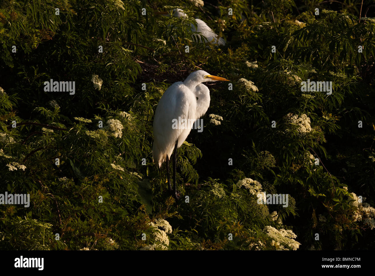 Grande Aigrette entouré de feuillage vert et fleurs blanches. Banque D'Images