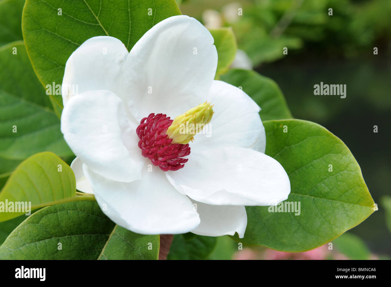 Magnolia Magnolia de Siebold sieboldiana Magnolia sieboldii également connu sous le nom de l'Oyama Magnolia Banque D'Images