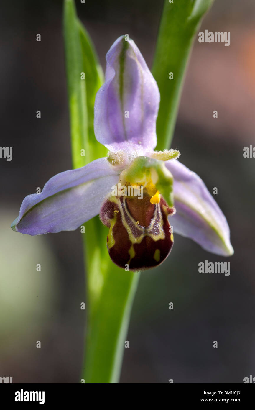 L'orchidée abeille Ophrys apifera in close up Banque D'Images