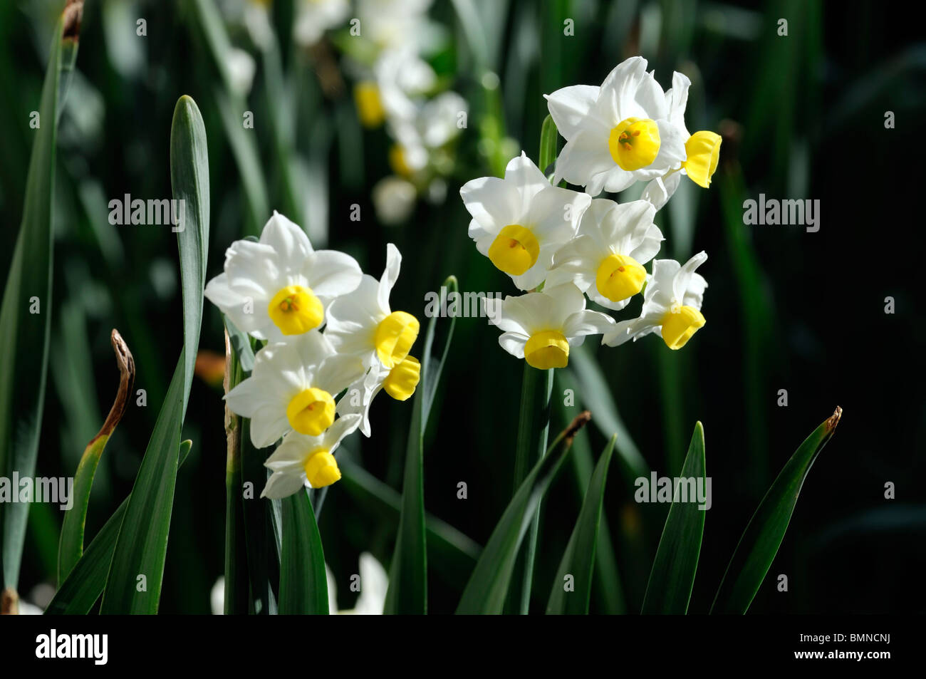 Jonquille Narcissus minnow macro photo Close up flower fleur Banque D'Images