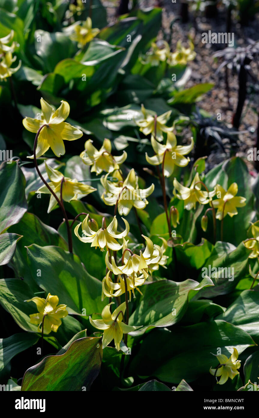 L'erythronium tuolumnense Trout Lily Lily Fawn Tuolumne fawnlily la langue de vipère de la Dent de chien dent chien Lily Lily Banque D'Images